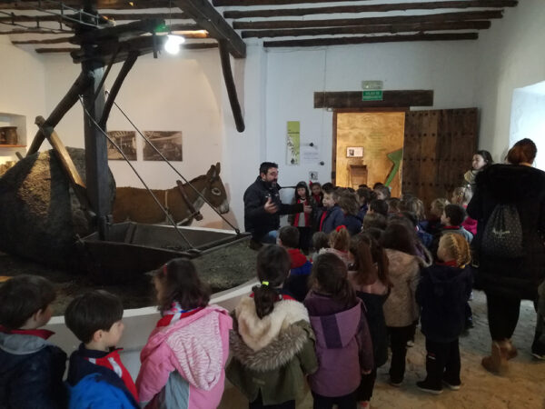 Programa para escolares en el museo de la cultura del olivo