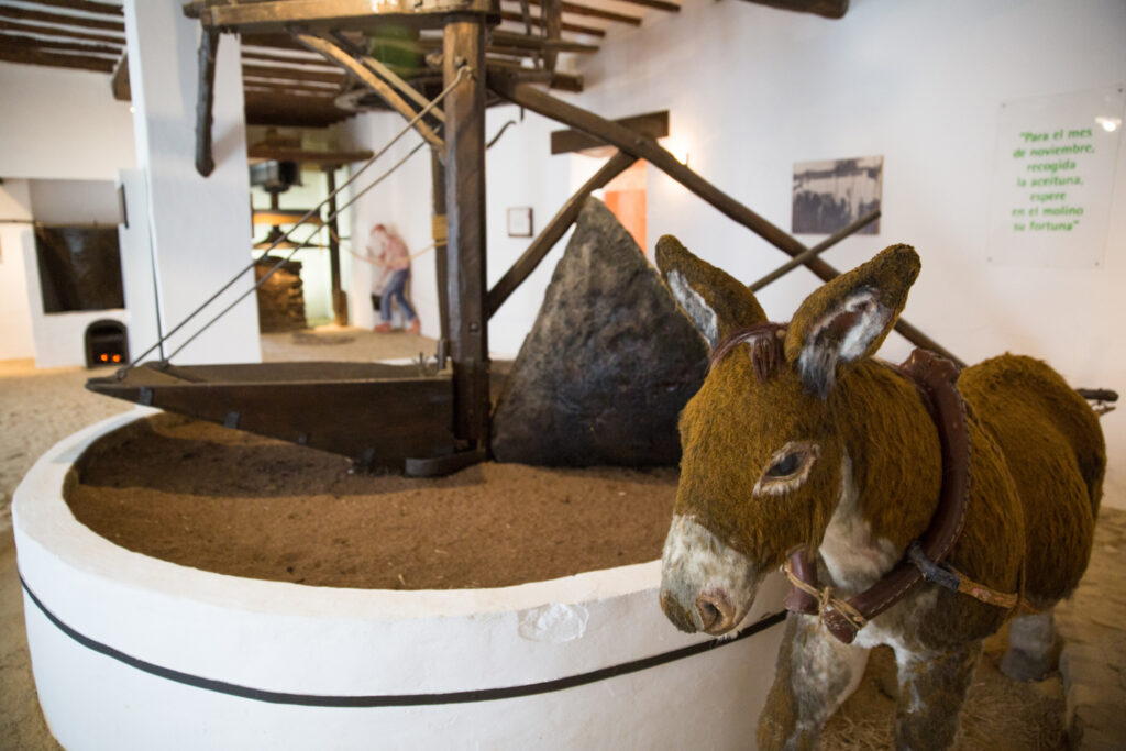 Actividades de oleoturismo - El Museo de la cultura del olivo