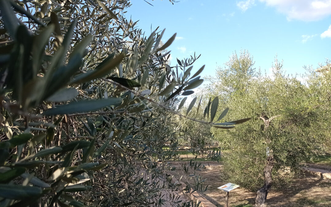 Actividades de Oleoturismo en el Museo de la Cultura del Olivo: una experiencia entre olivos milenarios