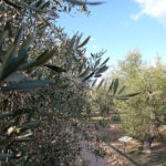 Actividades de Oleoturismo en el Museo de la Cultura del Olivo