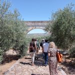 Actividades para grupos en verano descubre el Museo de la Cultura del Olivo